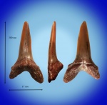 Зуб акулы striatolamia (Carcharias?)