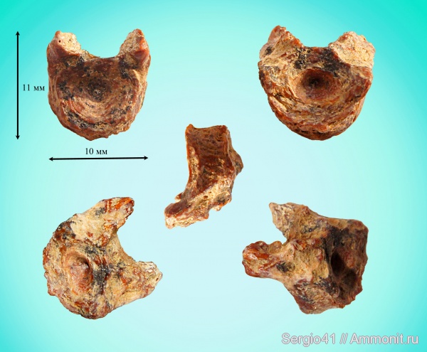 палеоген, рыбы, Волгоград