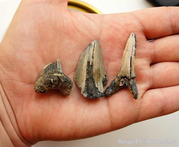 зубы, эоцен, акулы, Striatolamia macrota, Otodus sokolovi