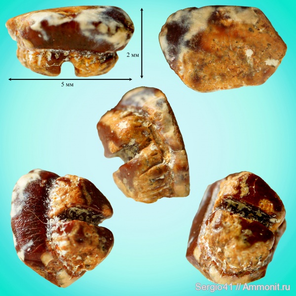 палеоген, зубы, палеоцен, скаты, Hypolophodon