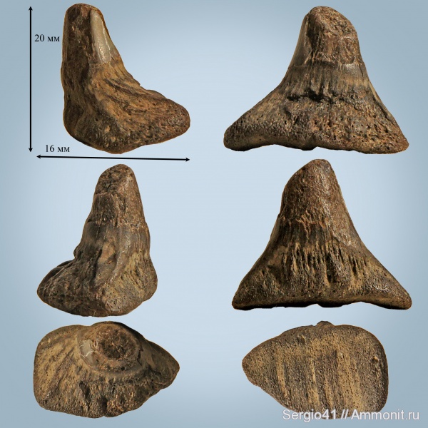 рыбы, зубы, палеоцен, акулы, Sphenodus, Eychlaodus