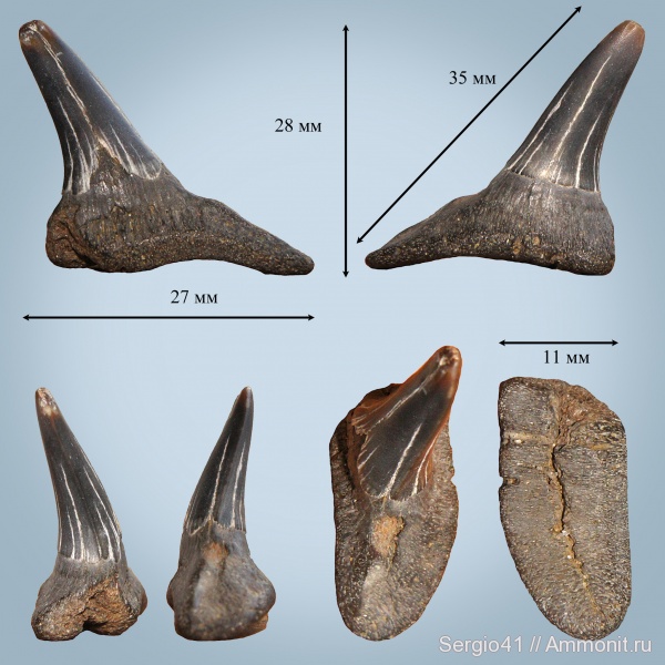 рыбы, зубы, палеоцен, акулы, Sphenodus, Eychlaodus