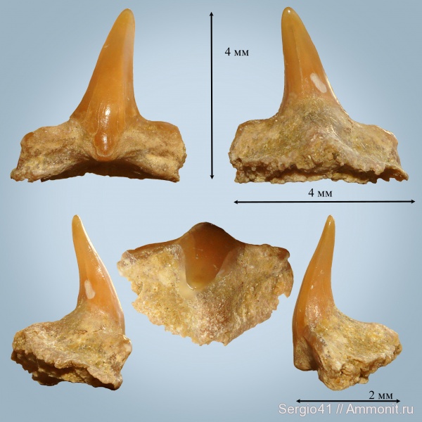 зубы, акулы, Squatina