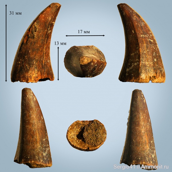 мел, мозазавры, маастрихт, Волгоградская область, Mosasaurus, Mosasaurus Hoffmanni