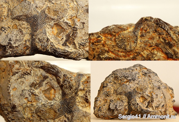 ордовик, мшанки, Trepostomata, Trepostomida