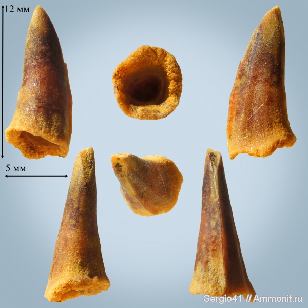 маастрихт, костистые рыбы, Волгоград