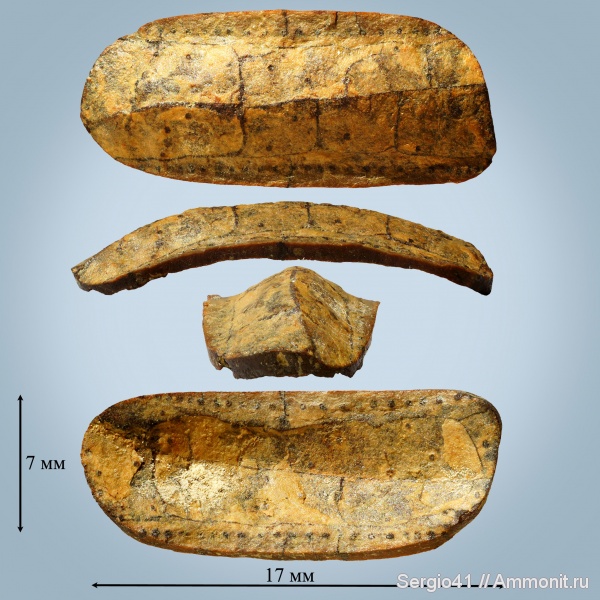 рыбы, маастрихт, Дермальные пластинки