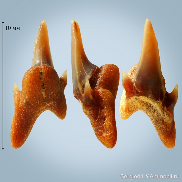мел, маастрихт, Волгоград, симфизные зубы, Carcharias gracilis
