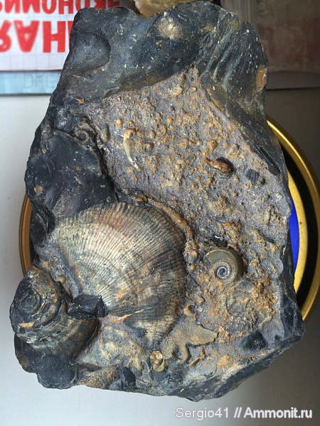 брахиоподы, гастроподы, Euomphalus