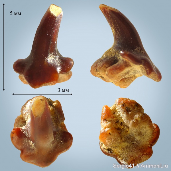 маастрихт, скаты, Squatirhina