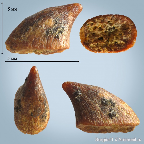 мозазавры, маастрихт, скаты, шипы, Волгоград