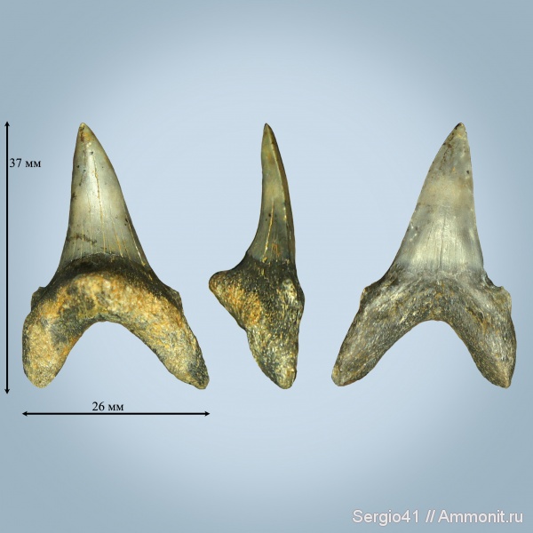зубы, эоцен, акулы, Jaekelotodus trigonalis, Волгоград