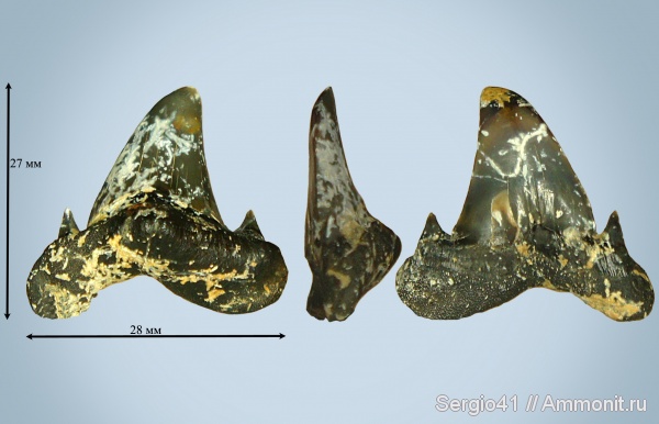 эоцен, Jaekelotodus, Odontaspididae, Jaekelotodus trigonalis