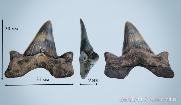 палеоген, Волгоград, Otodus minor