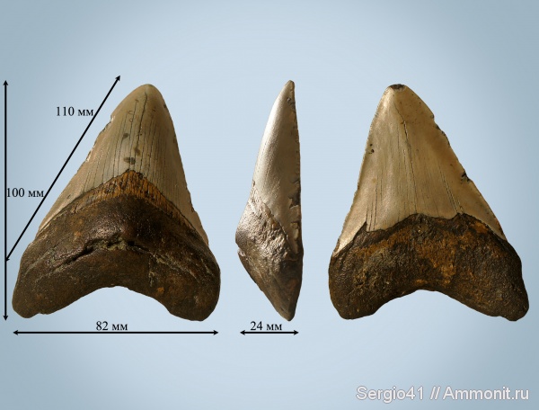 неоген, мегалодон, Otodus, Carcharocles megalodon