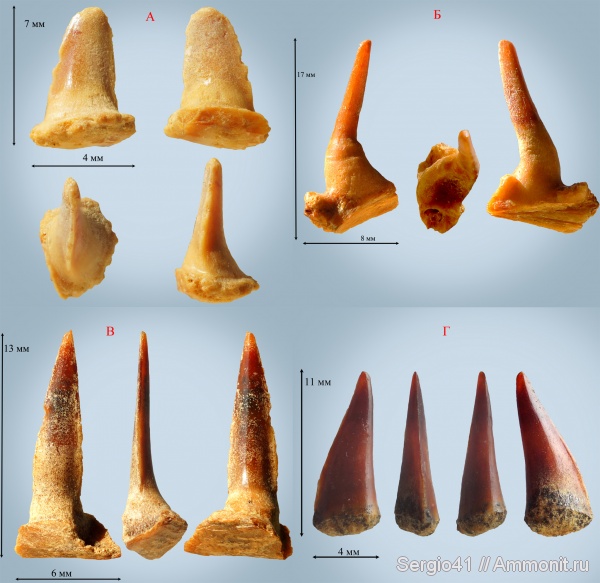 мел, маастрихт, Enchodus, Enchodus ferox, Enchodus gladiolus, Enchodus faujasi