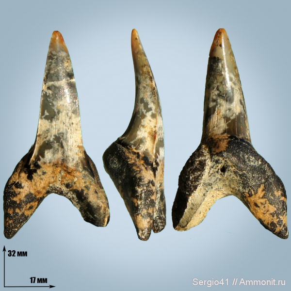 эоцен, Macrorhizodus praecursor, Волгоград