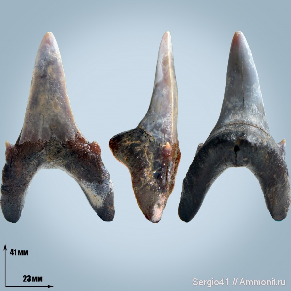 зубы, эоцен, акулы, Jaekelotodus trigonalis, Волгоград