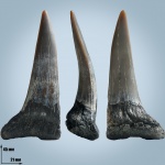 Передний зуб реликтовой акулы Eychlaodus