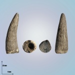 Зуб палеоценового, реликтового крокодила Thoracosaurus sp. (?)