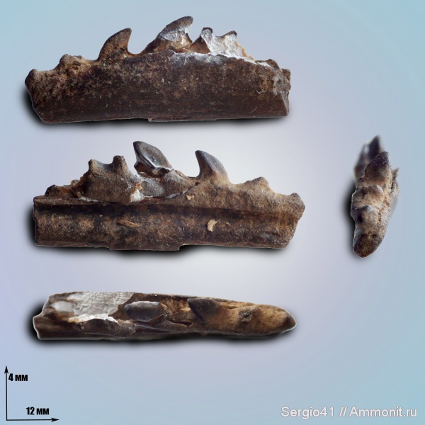 рыбы, палеоцен, челюсти, челюсти рыб, танет, зеландий