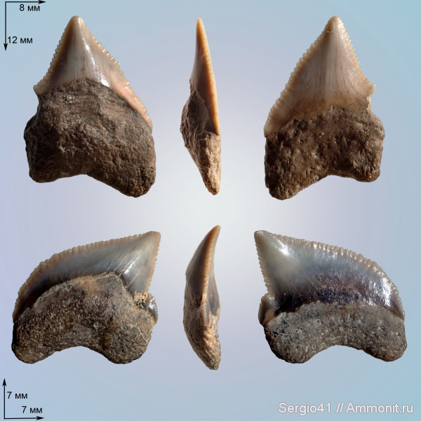 Squalicorax, кампан, Campanian