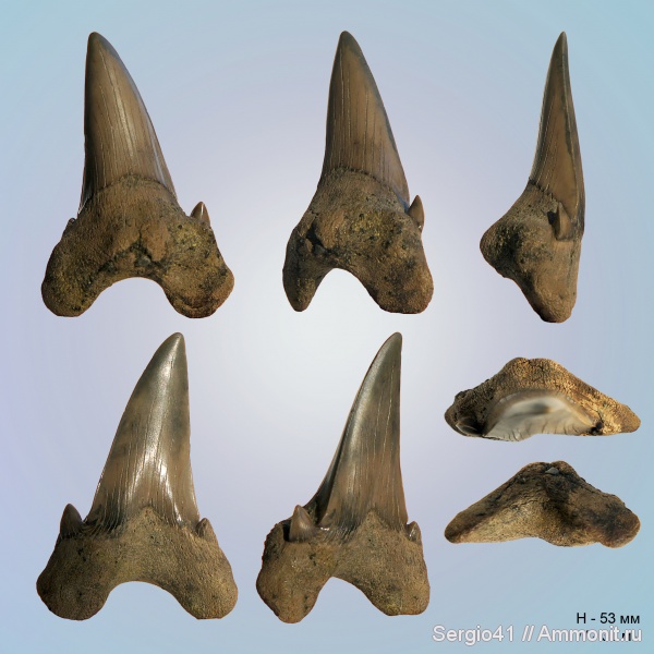 зубы, акулы, Otodus, Otodus obliquus, танет, Otodus minor, зеландий