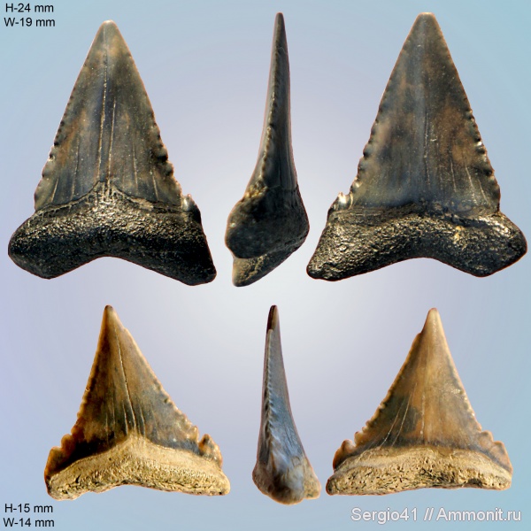 палеоцен, Palaeocarcharodon, Palaeocarcharodon orientalis, танет, зеландий