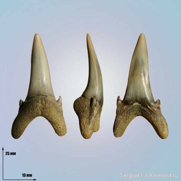 зубы, танет, зеландий, Glueckmanotodus