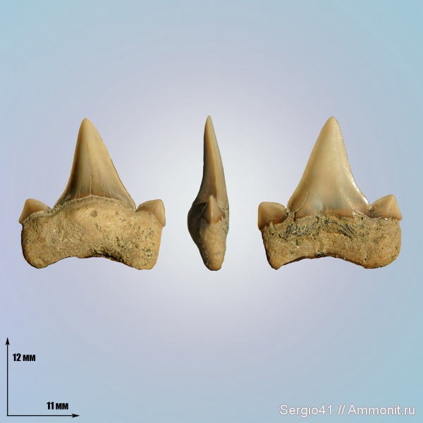 Cretalamna, Cretalamna appendiculata, кампан, Волгоград, Campanian, Cretolamna sarcoportheta