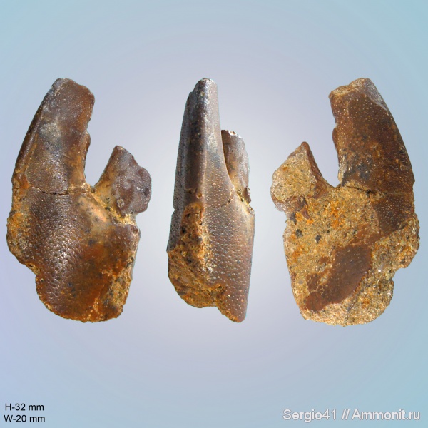 раки, Волгоградская область, ипр, Волгоград, танет, Hoploparia, омары, Thanetian, Ypresian