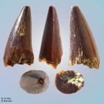 Фрагмент зуба Platecarpus sp.,