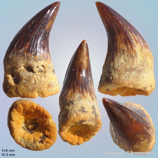 мел, зубы, мозазавры, маастрихт, Волгоградская область, Mosasaurus, Волгоград, Plioplatecarpus, Maastrichtian