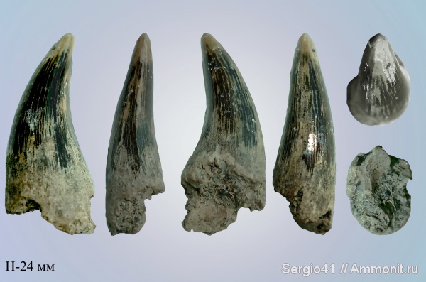 мозазавры, маастрихт, Волгоградская область, Волгоград, Plioplatecarpus