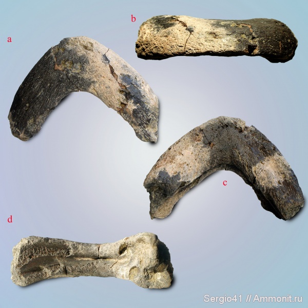 черепахи, маастрихт, челюсти, Волгоградская область, Maastricht, mosasaurs, jaws