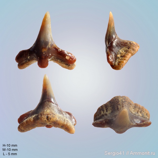 акулы, маастрихт, Squatina, Волгоград, Squatina hassei