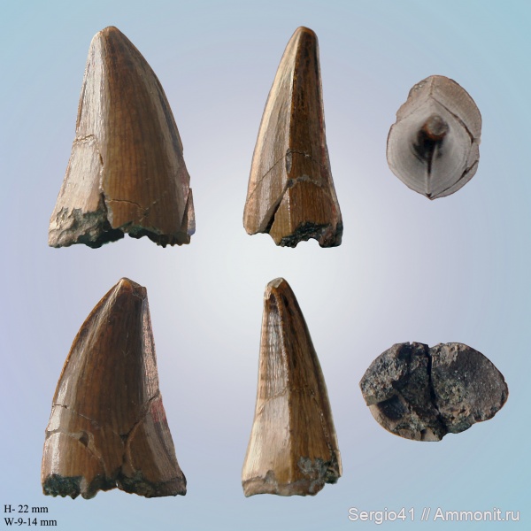 рептилии, мел, зубы, мозазавры, маастрихт, Волгоградская область, Platecarpus