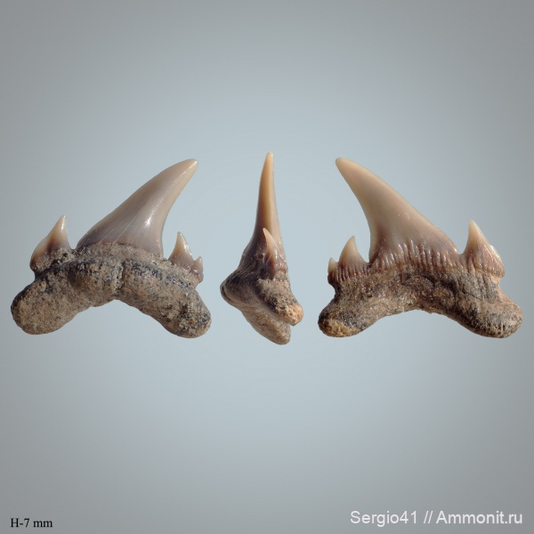 Eostriatolamia, кампан, Волгоград, Campanian