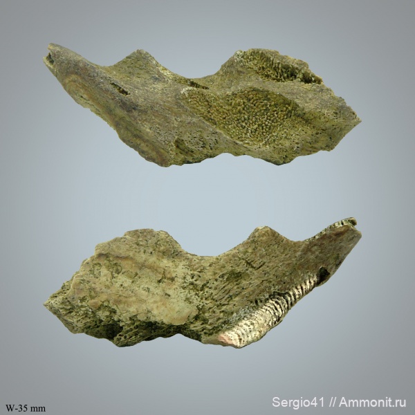 химеры, Ischyodus, Волгоград, Ischyodus rayhaasi