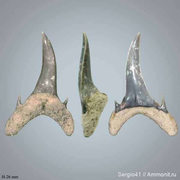 маастрихт, Carcharias, Волгоград, даний, Carcharias gracilis