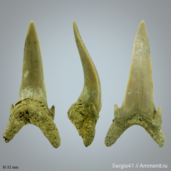 палеоген, акулы, Palaeohypotodus, Волгоград, даний, Palaeohypotodus bronni