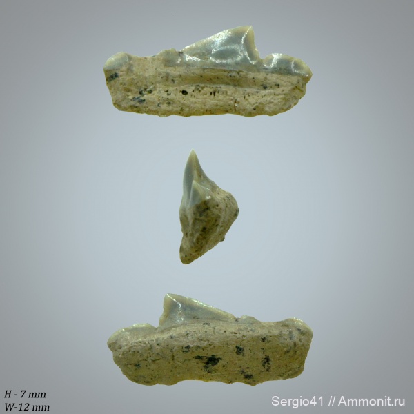 маастрихт, Cretalamna, Pseudocorax, Волгоград