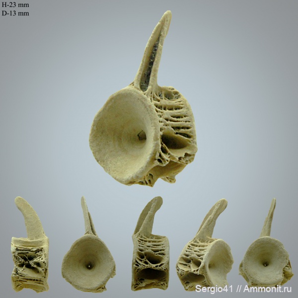 рыбы, маастрихт, позвонки, fish, vertebra, Maastricht