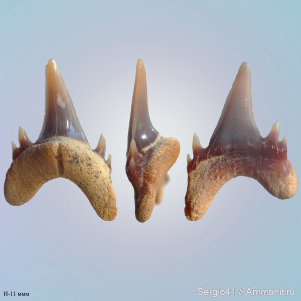 маастрихт, Eostriatolamia, Odontaspis, Odontaspididae, Волгоград, Odontaspis speyeri