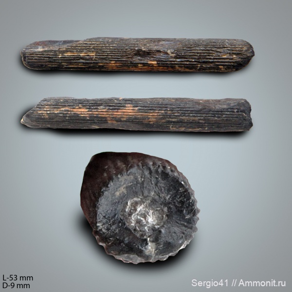 эоцен, ростры, Волгоград, Cylindracanthus