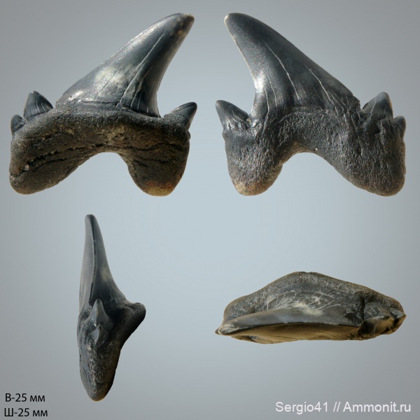 палеоцен, Cretalamna, Otodus, Otodus obliquus, Волгоград, танет, Otodus minor, зеландий