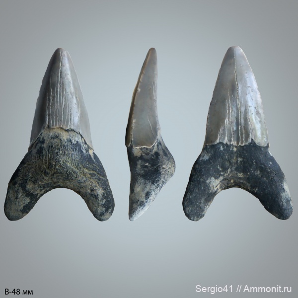 палеоцен, Cretalamna, Otodus, Otodus obliquus, Волгоград, Otodus minor, зеландий