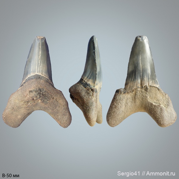 палеоцен, Cretalamna, Otodus, Otodus obliquus, Волгоград, Otodus minor, зеландий