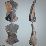 Плечевая кость (?) мозазавра (?) platecarpus (?)