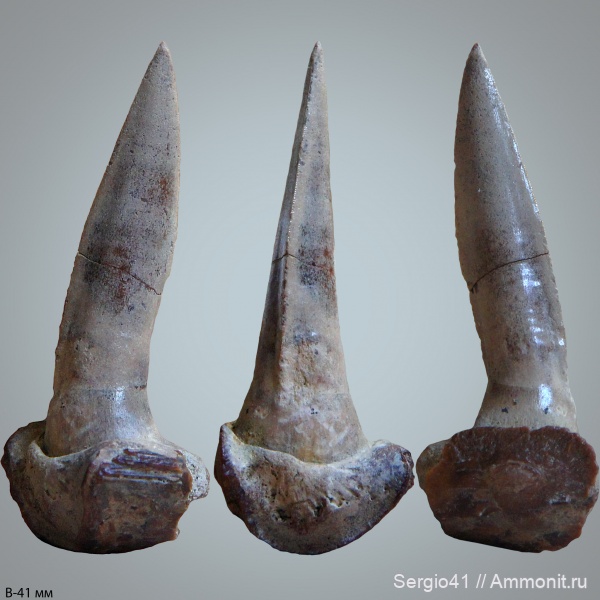 рыбы, маастрихт, Enchodus, костистые рыбы, Волгоград, Enchodus faujasi Agassiz